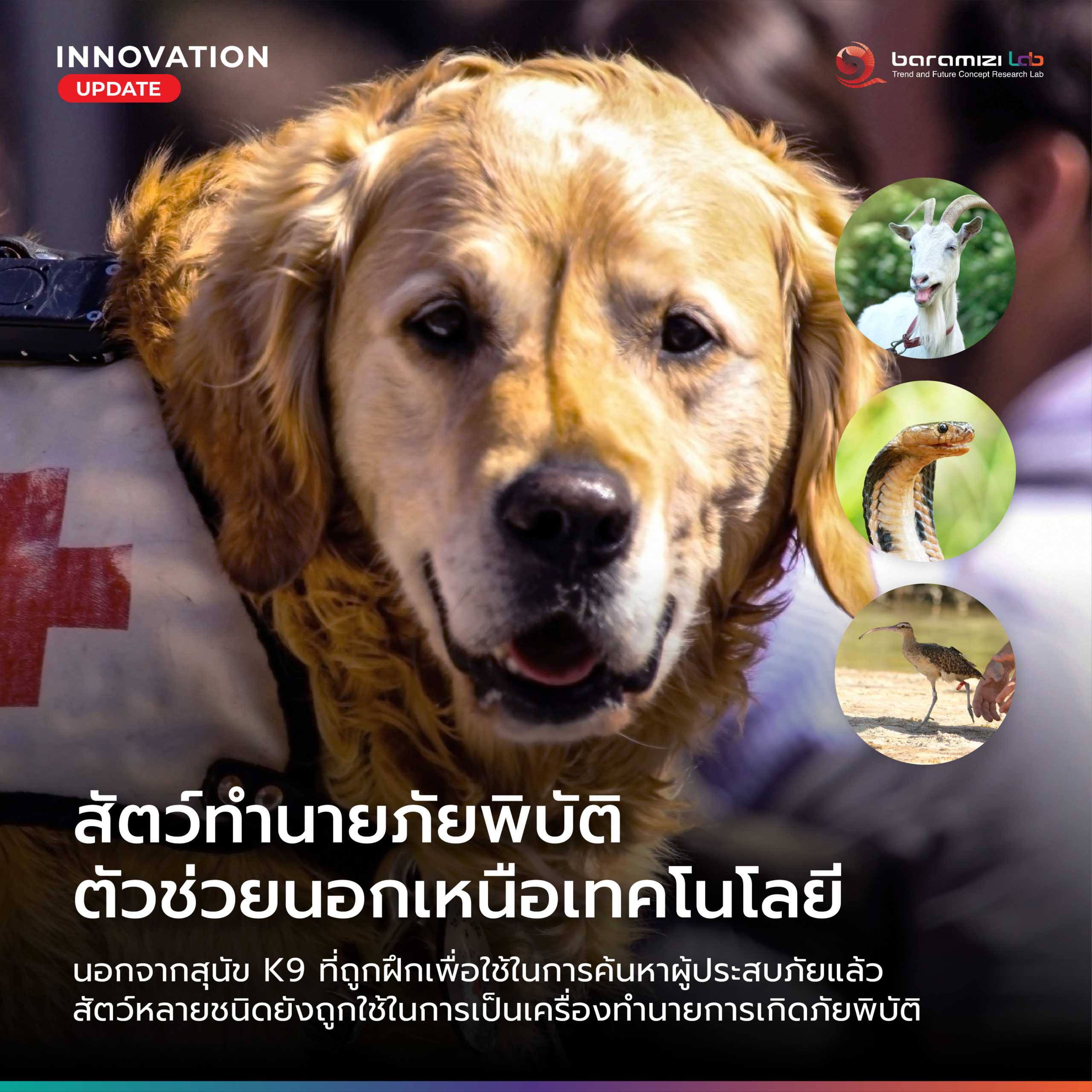 🔎 INNOVATION UPDATE : Predicting Animal Disasters